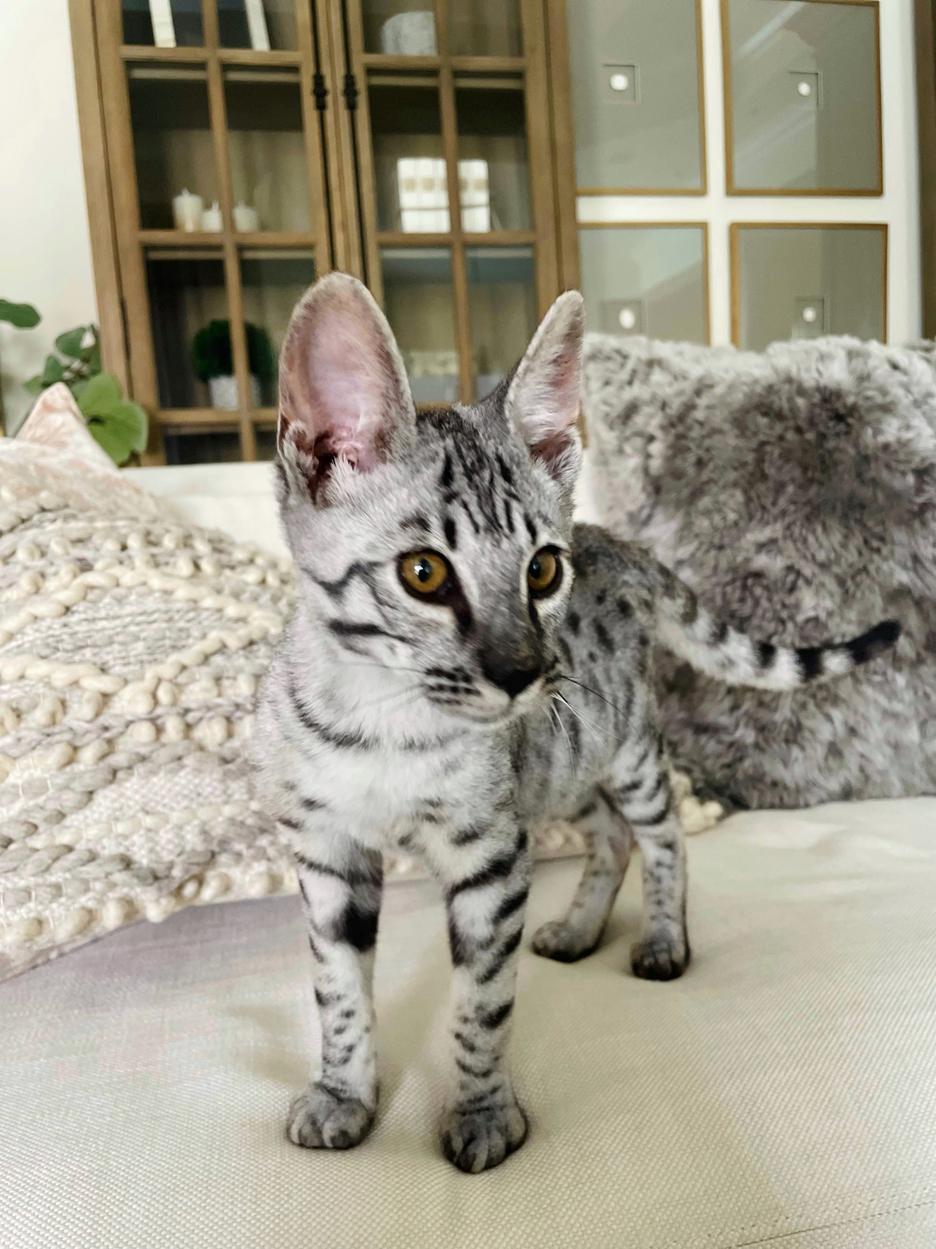 Silver Savannah Cat